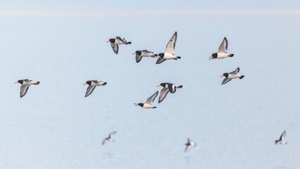 Closeup of Oystercatchers flying over the water