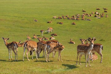 Beautiful shot of deer resting in a green field on a sunny day
