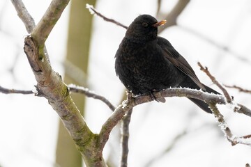 Closeup of adorable Common blackbird perched on snowy tree branch in winter
