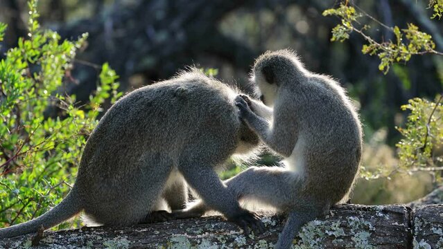 A pair of vervet monkeys (Cercopithecus aethiops) grooming in a tree, South Africa