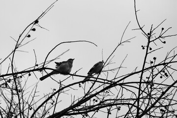 Closeup shot of northern mockingbirds on the branches of a tree