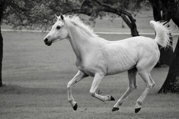 Obraz na płótnie Canvas Closeup shot of an Arabian horse in black and white
