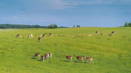 Naklejka na ściany i meble Aerial view of group of adorable European fallow deer grazing in lush green meadow