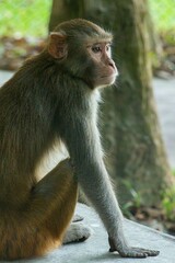Vertical shot of a cute brown monkey