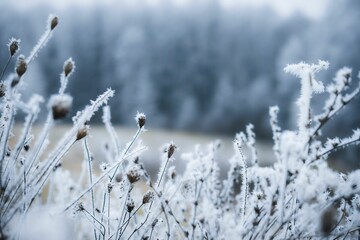 Winter atmospheric landscape with frost-covered dry plants during snowfall