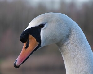 Close-up shot of a mute swan with blurry background