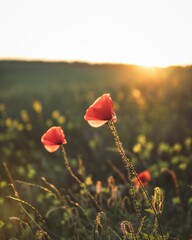 Closeup of poppy flowers in the field with rising sun in the background