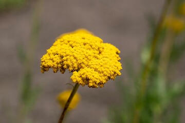 Closeup of yellow Yarrow flower in the field