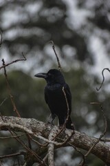 Vertical shot of a Big-billed crow (Corvus macrorhynchos)perched on a tree