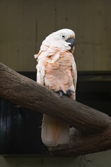 Vertical closeup of a salmon-crested cockatoo (Cacatua moluccensis) on a branch