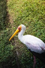 Vertical high angle shot of a Yellow-billed stork standing on a grass field