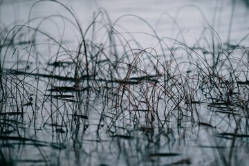 Small grasses on the water with dark background