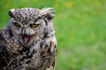 Long-eared owl with open beak