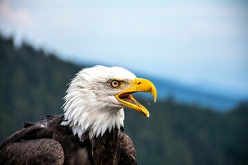 Bald eagle with open beak