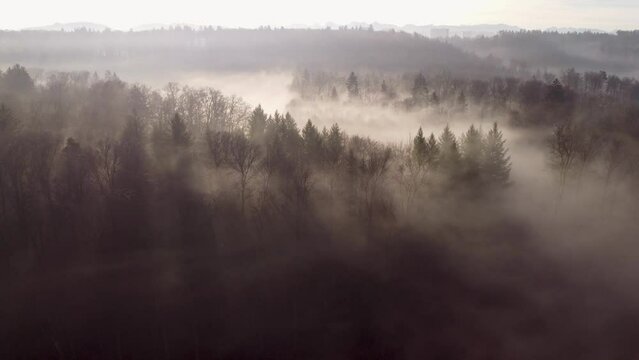 Aerial movement around forest with dense trees