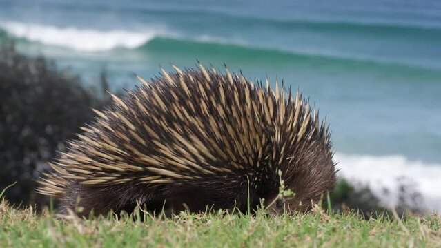 HD of a hedgehog on the grass