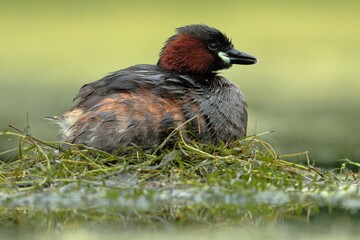Horned grebe perching on grassland