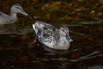 Closeup of two mallards swimming in a pond