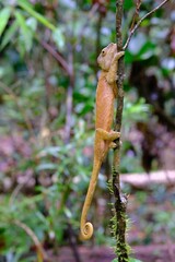 Vertical closeup shot of a Knysna dwarf chameleon on a tree branch