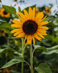 Obraz premium Vertical closeup of sunlit sunflower against field of sunflowers, blurred background