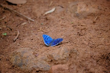 High angle closeup shot of a blue Brush-footed butterfly on a soil land