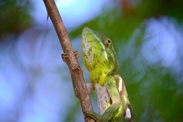 Closeup shot of a Labord's chameleon on a tree branch on a sunny day