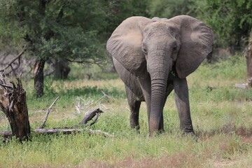 Closeup shot of an elephant in the nature