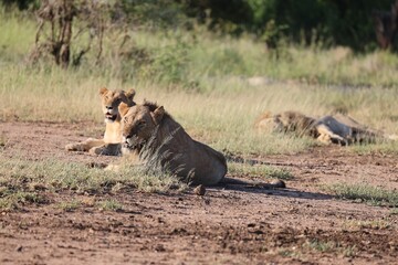 Closeup of lions resting in the nature