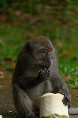 Vertical shot of a cute brown monkey eating coconut