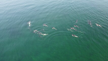 Beautiful shot of dolphins in the water