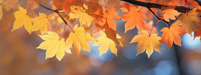 a photo showing the colors of the maple tree foliage, in the style of shallow depth of field, golden light, background