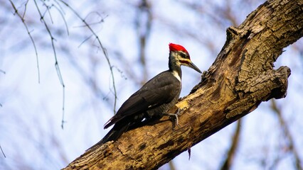 Beautiful view of Dendrocopos on the tree branch