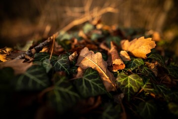 a leaf covered ground with leaves and grass in the background