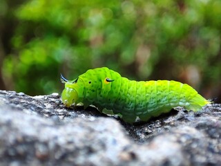 Closeup of a green butterfly caterpillar