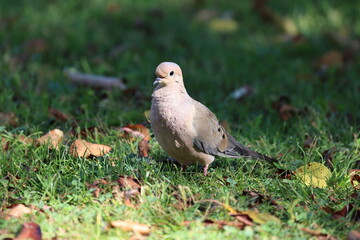 Closeup of a common pigeon walking on the grass