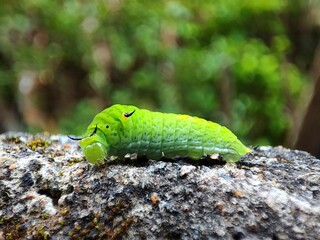 Closeup of a green butterfly caterpillar