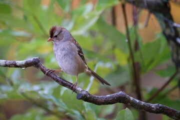 Closeup of a sparrow perched on a branch