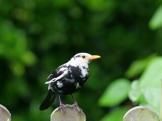 Closeup shot of a black and white bird perched on a fence