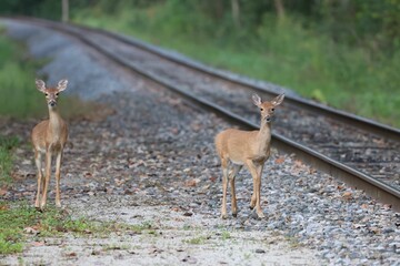 Baby deer walking near the train rails
