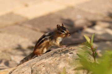 Naklejka na ściany i meble Closeup of a cute squirrel on a rock