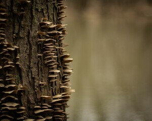 Brown mushrooms growing on the side of a mature tree trunk.