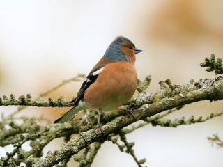 Common chaffinch perched on tree branch outdoors in nature