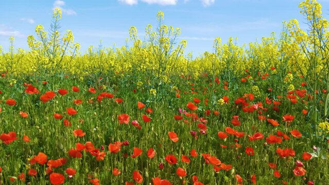 Scenic view of red poppy flowers with yellow rapeseed on a sunny day