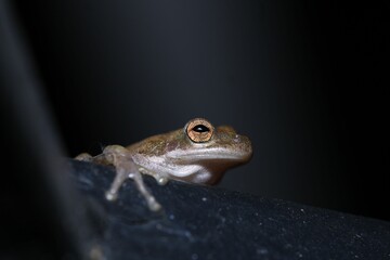 Green frog perched on the edge of a dark surface against a dark background