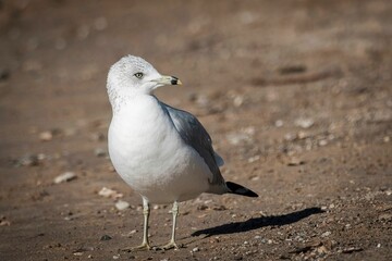 Small, gray and white Ring-billed gull perched on a sandy surface