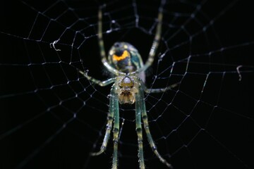 Closeup of an arachnid spider on its web, located outdoors in a natural setting