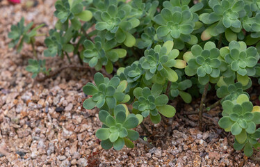 Sedum palmeri has a habit of growing on rocks. succulents plant