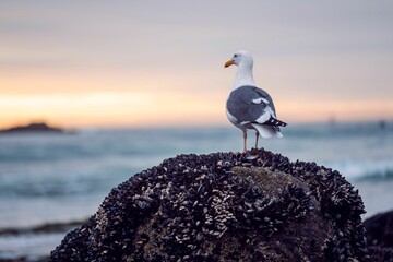 Seagull perched atop an inverted rock formation near a seascape - obrazy, fototapety, plakaty