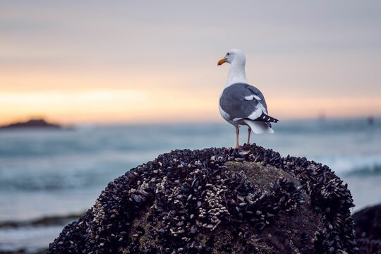Seagull perched atop an inverted rock formation near a seascape