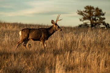 Male white-tailed deer walking in the golden meadow.